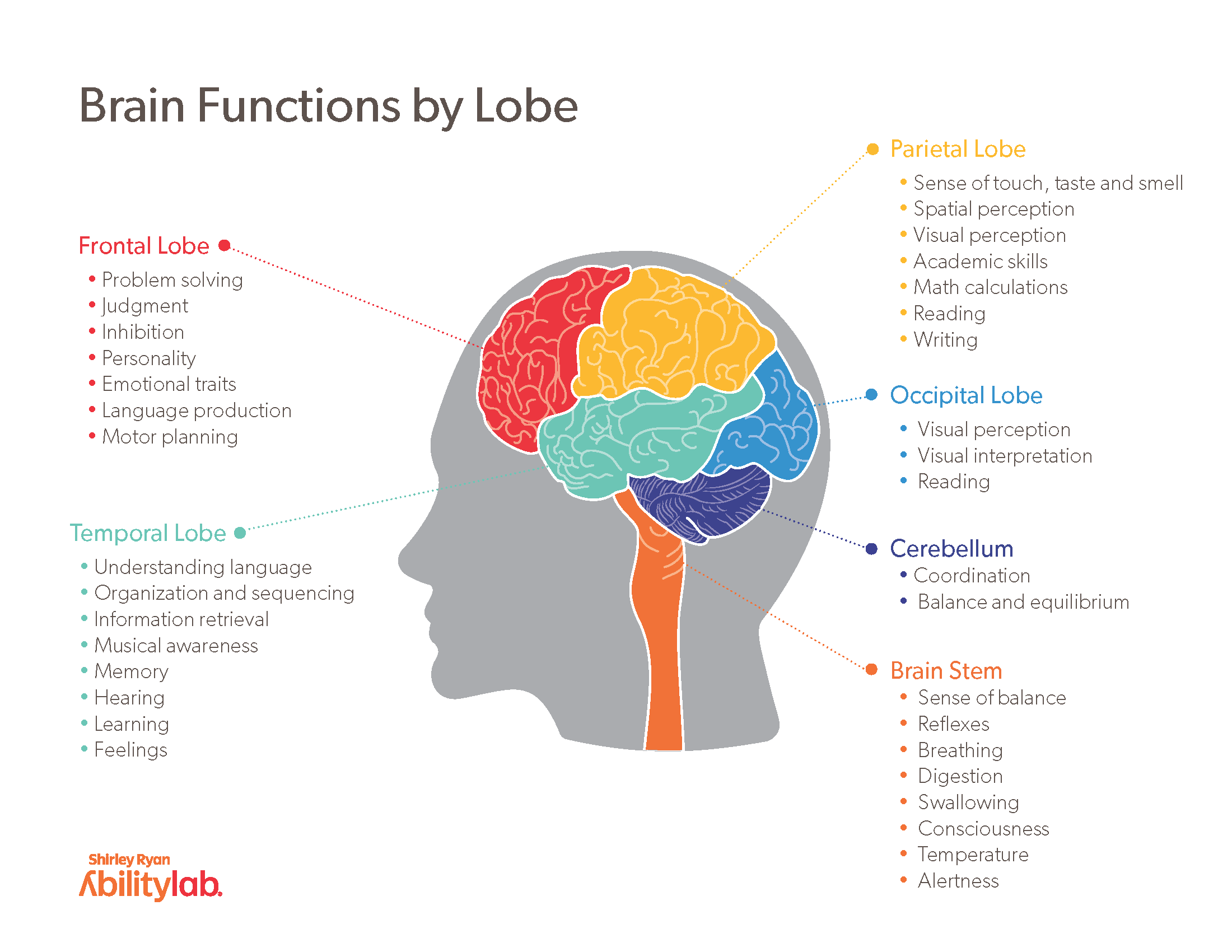 Brain Lobes