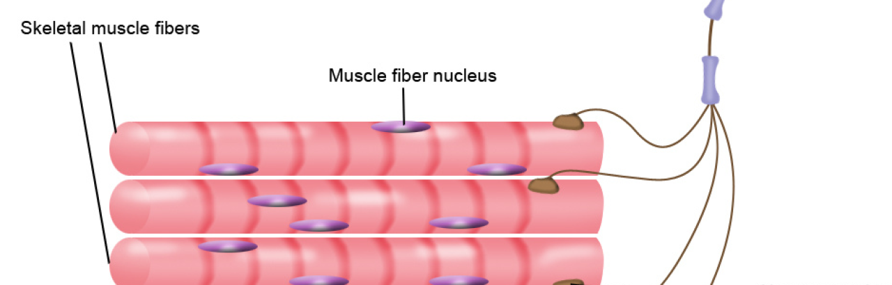 muscle innervation