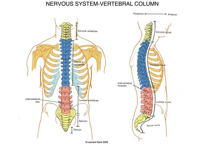 Spine anatomy