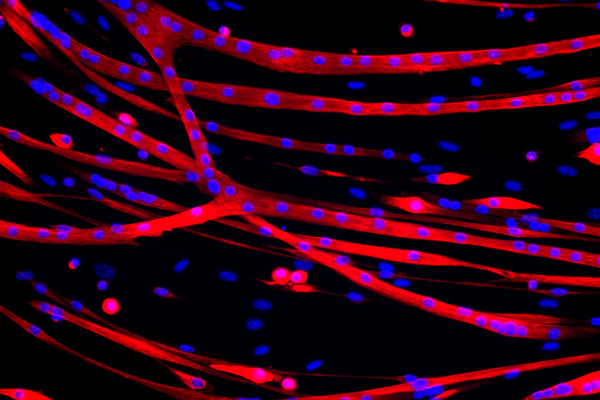 Close up of human cells